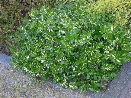 Euonymus Fortune în grădină, plantarea, îngrijirea și fotografia