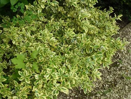 Euonymus „Fortune“ - decorarea de gradina ta