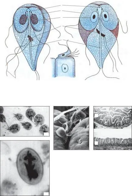 Bazhora -atlas Parazitologie Medical