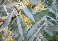 Buckthorn ültetés, a megfelelő metszés, ápolás, tenyésztés, fajta