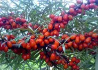 Buckthorn ültetés, a megfelelő metszés, ápolás, tenyésztés, fajta