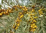 Buckthorn ültetés, a megfelelő metszés, ápolás, tenyésztés, fajta