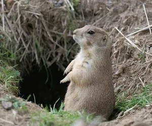 Жителите на степи, Gopher