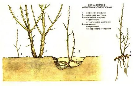 Buckthorn ültetés, a megfelelő metszés, ápolás, tenyésztés, fajta