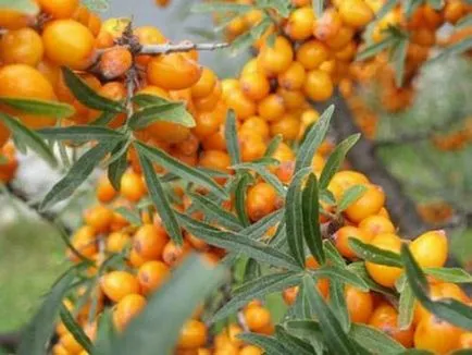 Buckthorn ültetés, a megfelelő metszés, ápolás, tenyésztés, fajta