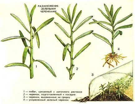 plantare Crusin, tăierea adecvată, îngrijire, reproducere, soi