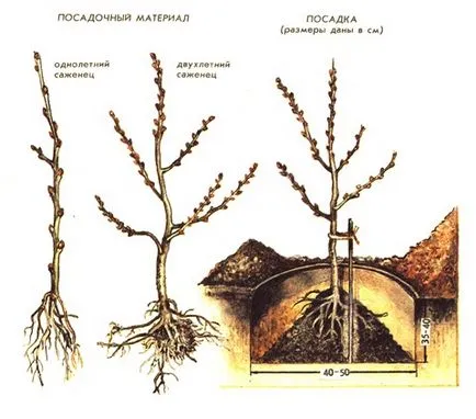 Зърнастец засаждане и грижи