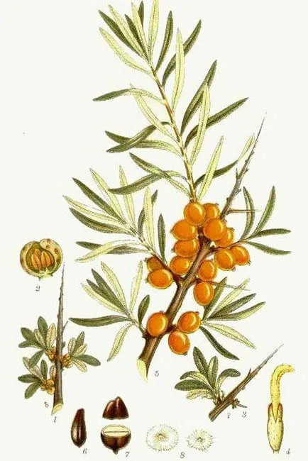 Buckthorn ültetés, a megfelelő metszés, ápolás, tenyésztés, fajta