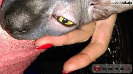 Curățare loțiune pentru ochi cliny cu ioni de argint pentru câini și pisici - „ochii pure ale Sfinxului! dreapta
