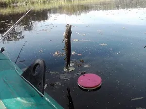 Jellemzők csuka a bögrék