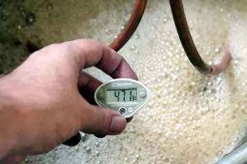 Az optimális fermentációs hőmérséklet a cefre a desztillált italt