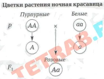 Отговорът на § 19