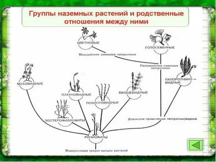 Răspundeți la întrebările pe care o astfel de taxonomie