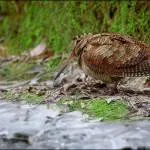 Cocoșul de munte la vânătoare cu câini - vânătoare și pescuit în România și în străinătate