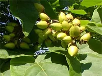 Paulownia - înflorire dragon copac