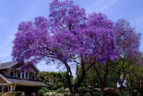 Paulownia (60 poze) lui Adam copac, de îngrijire, cultivare, plantare