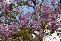 Paulownia (60 poze) lui Adam copac, de îngrijire, cultivare, plantare