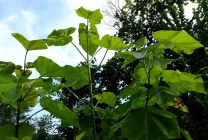 Paulownia (60 poze) lui Adam copac, de îngrijire, cultivare, plantare