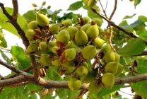 Paulownia (60 fotó) Ádám fa, gondoskodás, termesztés, ültetés