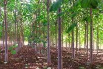 Paulownia (60 fotó) Ádám fa, gondoskodás, termesztés, ültetés