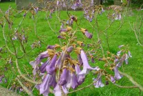 Paulownia (60 poze) lui Adam copac, de îngrijire, cultivare, plantare