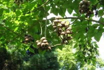 Paulownia (60 fotó) Ádám fa, gondoskodás, termesztés, ültetés