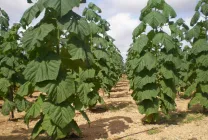 Paulownia (60 poze) lui Adam copac, de îngrijire, cultivare, plantare