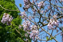 Paulownia (60 poze) lui Adam copac, de îngrijire, cultivare, plantare