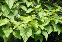 Paulownia (60 poze) lui Adam copac, de îngrijire, cultivare, plantare