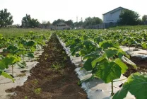 Paulownia (60 poze) lui Adam copac, de îngrijire, cultivare, plantare