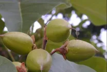 Paulownia (60 fotó) Ádám fa, gondoskodás, termesztés, ültetés