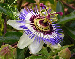 Passionflower cultivarea albastru și întreținerea, curățarea și propagarea