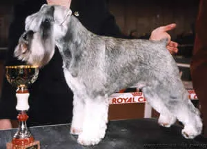 Animalele de companie informează - Schnauzer in miniatura - alegerea catelus