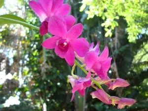 Transplantarea orhidee din sticla