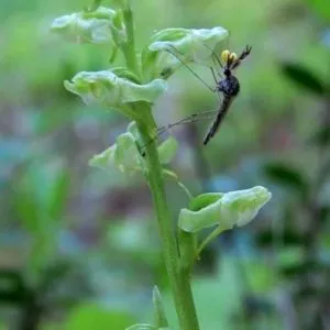 Átültetést orchideák ki a palackból