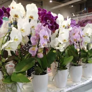Átültetést orchideák ki a palackból