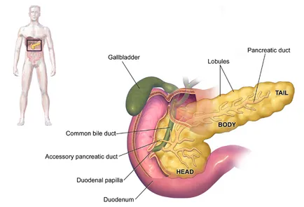 Cauzele obezitatii pancreasului si tratamente