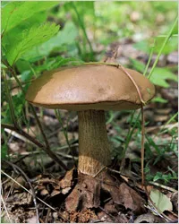 Podberozovik - ciuperci Boletus