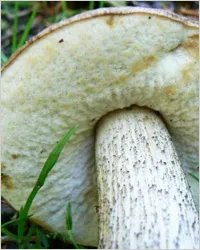 Podberozovik - ciuperci Boletus