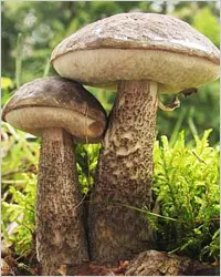 Podberozovik - ciuperci Boletus