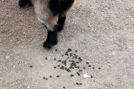 Miért kecske trónoláshoz borsó miért kecske kakaó borsó