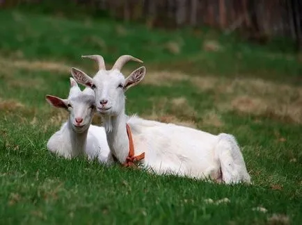 De ce mingi de capră Pooping - apă scat - alte animale de companie