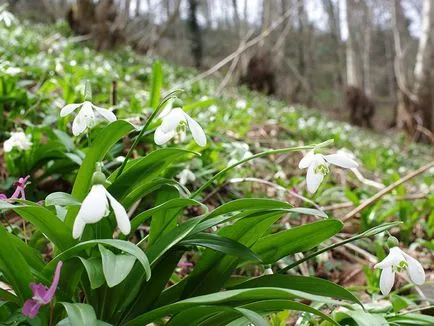 Galanthus nivalis, secretele houseplants în creștere