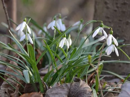 Galanthus nivalis, secretele houseplants în creștere