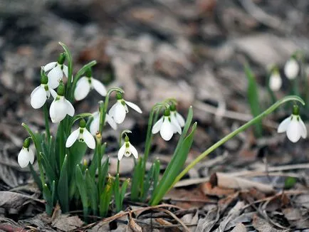 Galanthus nivalis, secretele houseplants în creștere