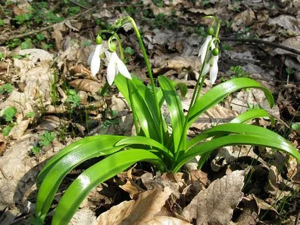 Galanthus nivalis, secretele houseplants în creștere