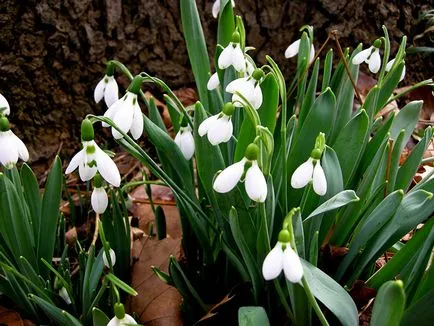 Galanthus nivalis, secretele houseplants în creștere