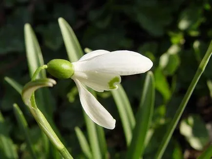 Galanthus nivalis, secretele houseplants în creștere