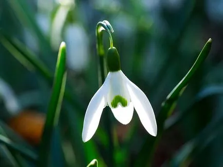 Galanthus nivalis, secretele houseplants în creștere