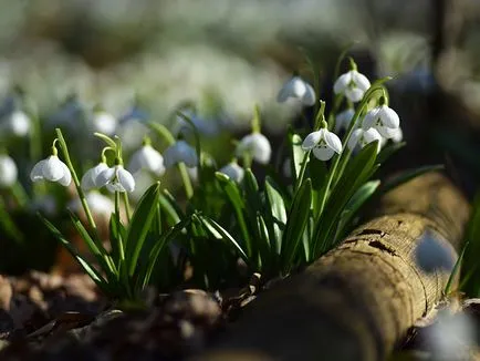 Galanthus nivalis, secretele houseplants în creștere